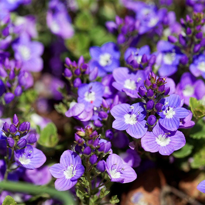 Turkish Veronica