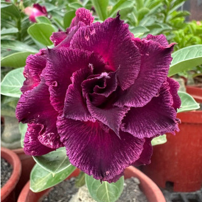🌵🌹 Dive into Desert Beauty: Desert Rose Bulbs for Your Tranquil Haven!-Various Colors🌱Long Flowering Period 🏜️🌺