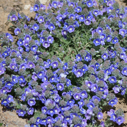 Blue Woolly Veronica
