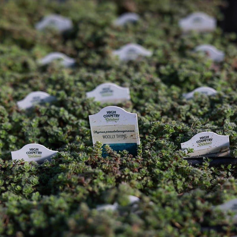 Woolly Thyme