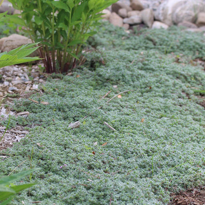 Woolly Thyme