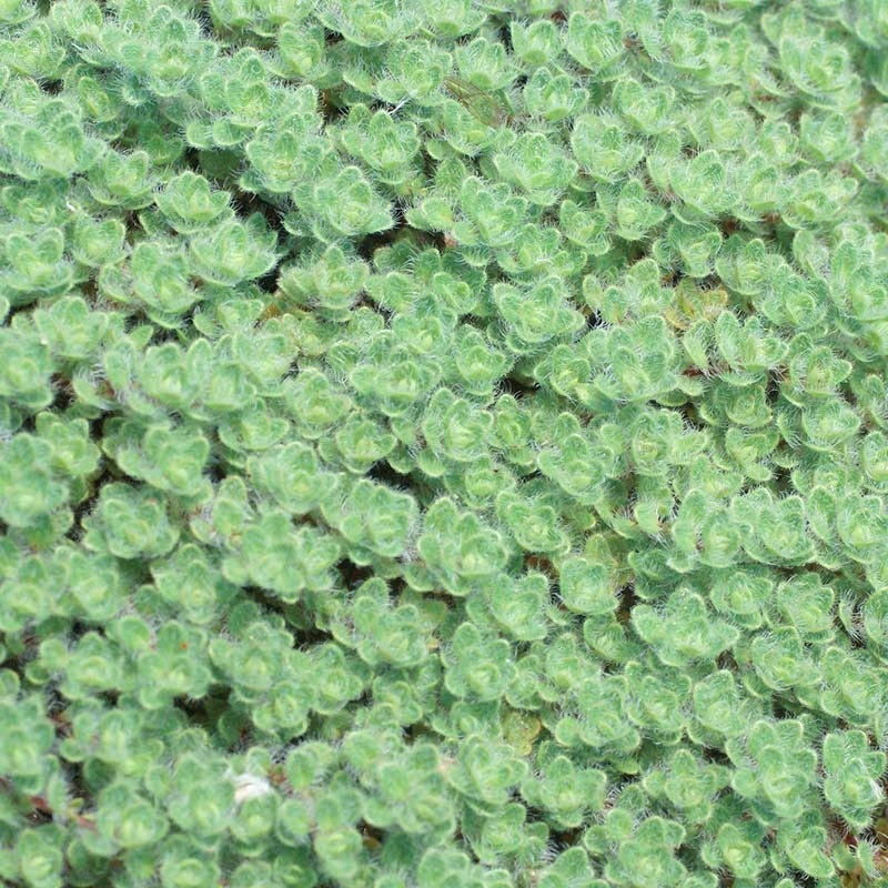 Woolly Thyme