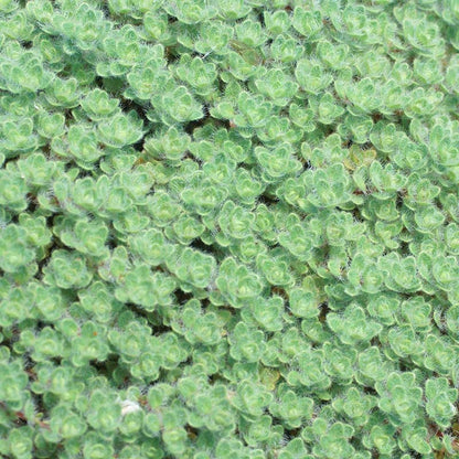 Woolly Thyme