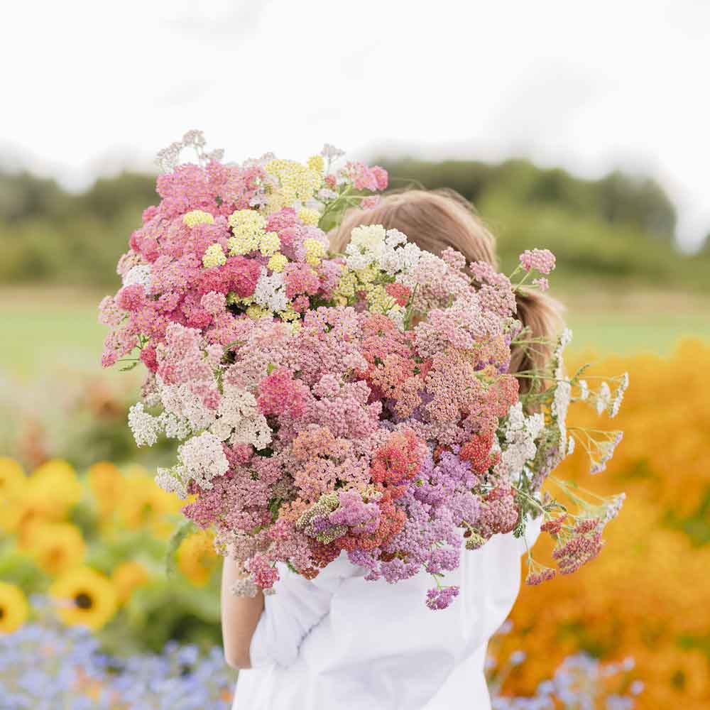Yarrow Seeds - Colorado Mix
